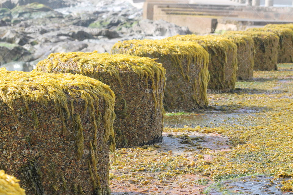 Moss on the sea ground
