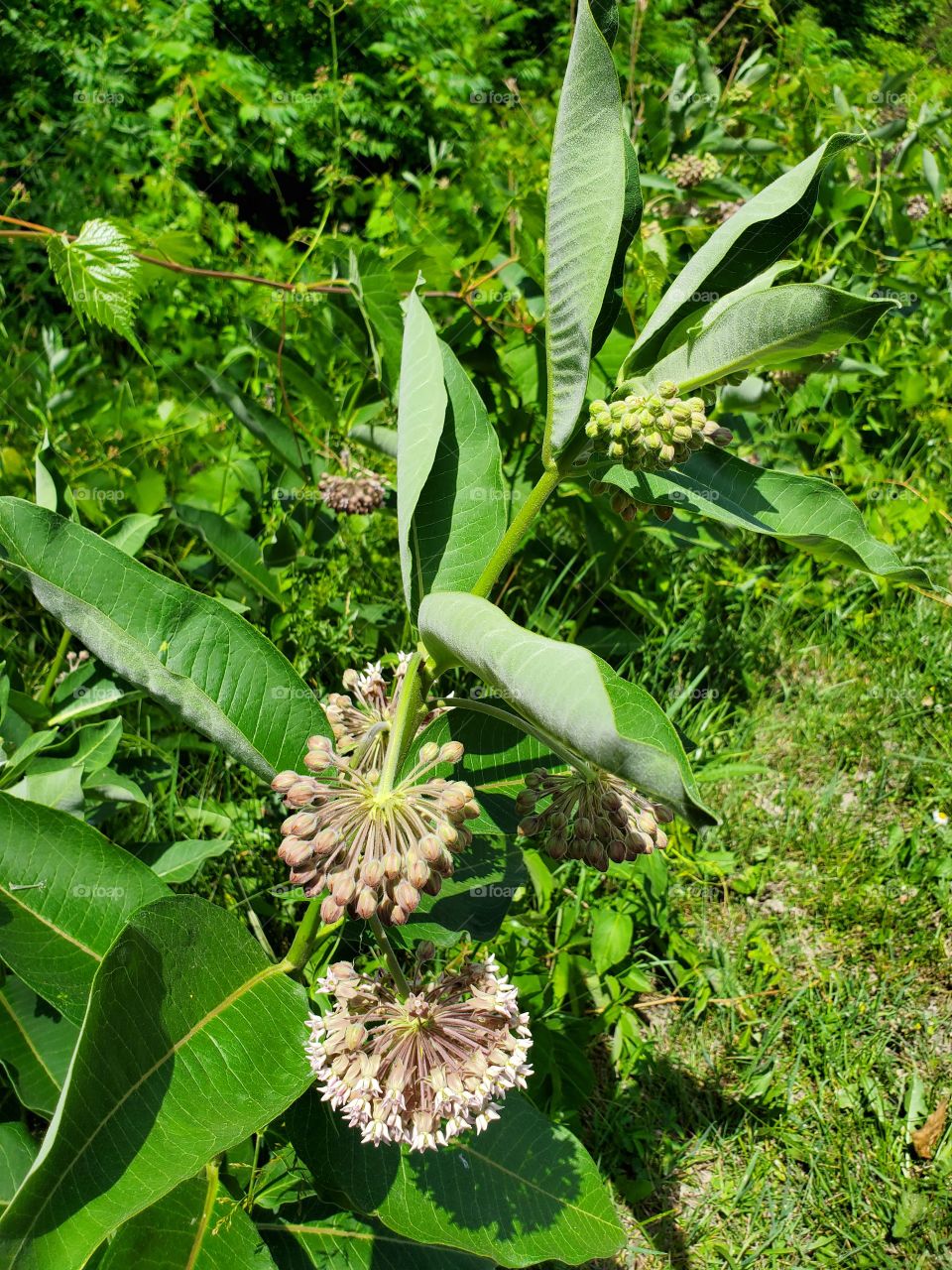 wild  flower:shapes of nature
