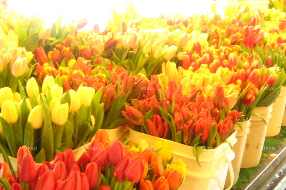 Dreaming of spring. I took a pic of these beauties at a market in January. 