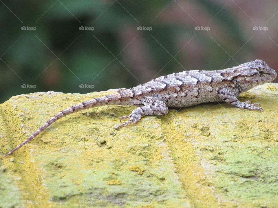 Eastern fence lizard basking in the sunshine