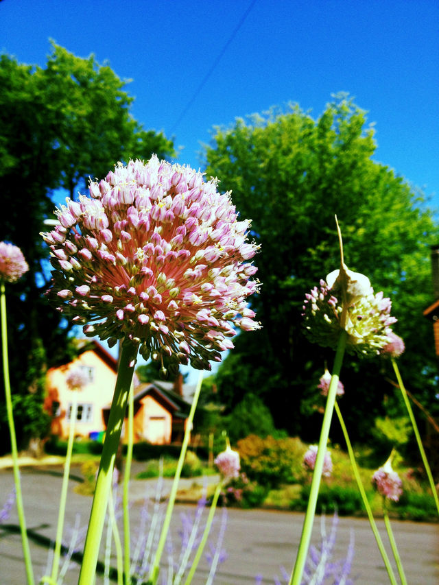 nature