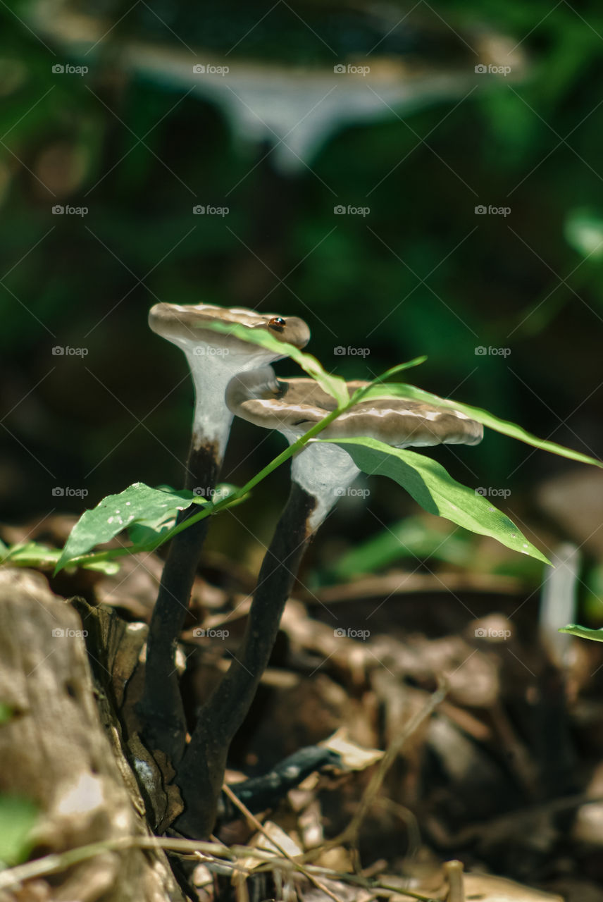 fungus mushroom