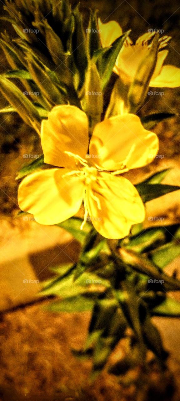 Yellow Flower Closeup