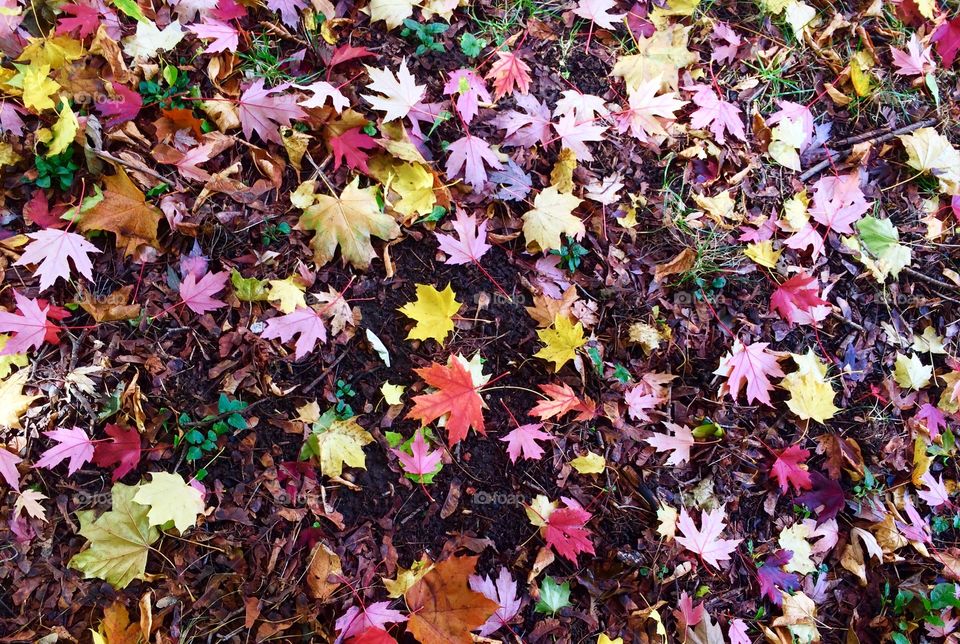Colourful Autumn leaves  