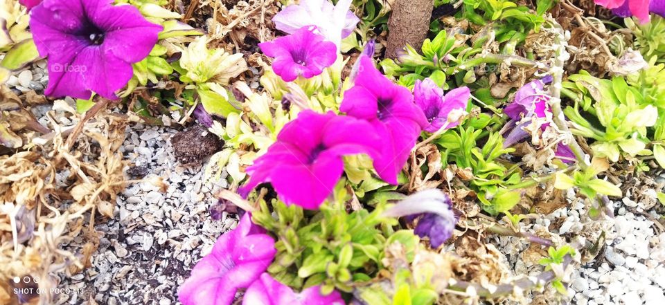 Beautiful purple flowees.