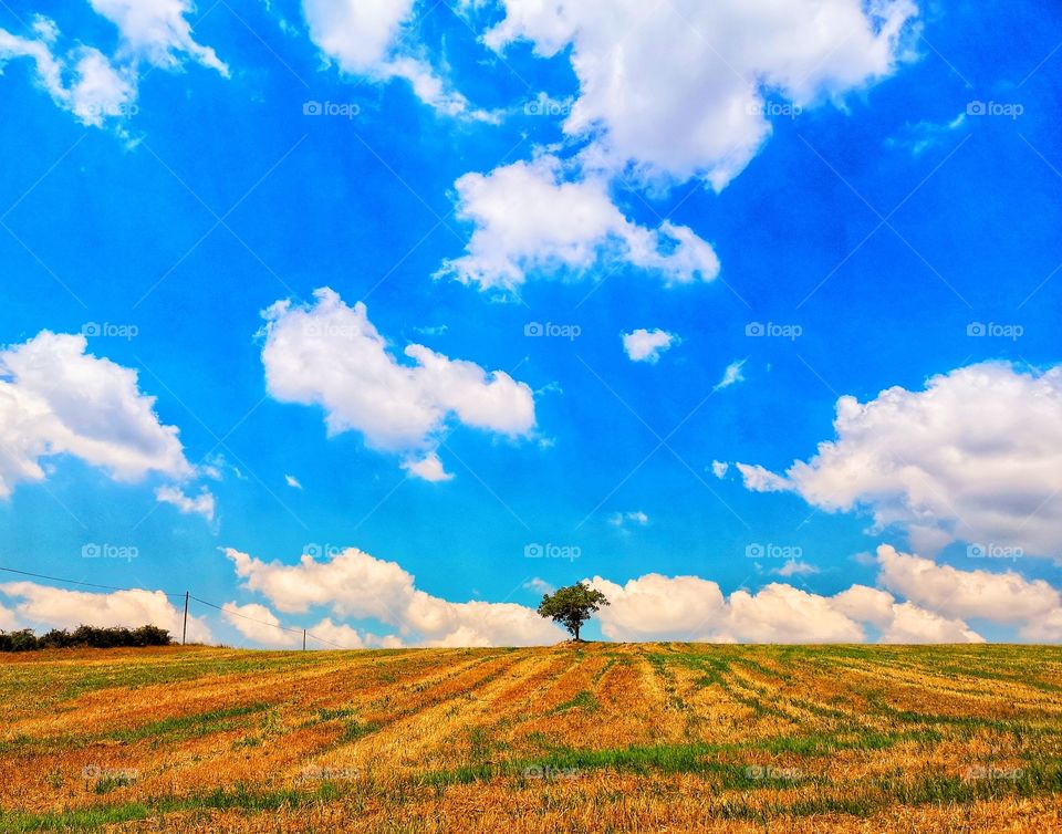 Lonely tree in the countryside