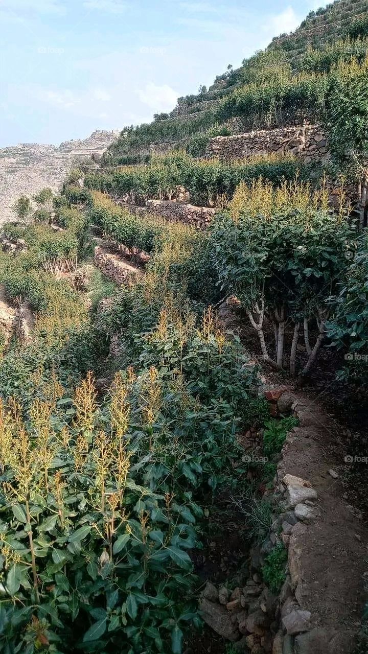 A very beautiful picture, and there is no better picture than it. There is no better picture of green herbs and colorful, red and white roses than it. Glory be to God, the natural and picturesque view, and there is no more