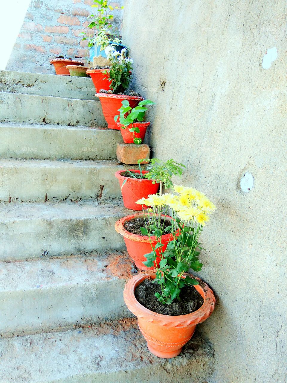 Flower pots arrange in home steps