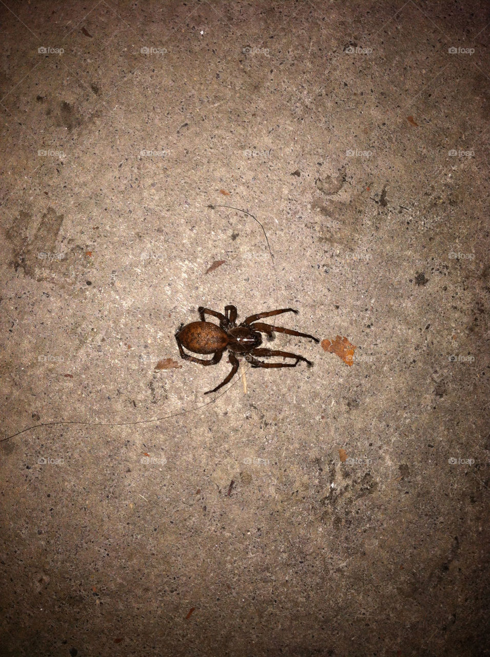 brown spider deadly recluse by g-force808