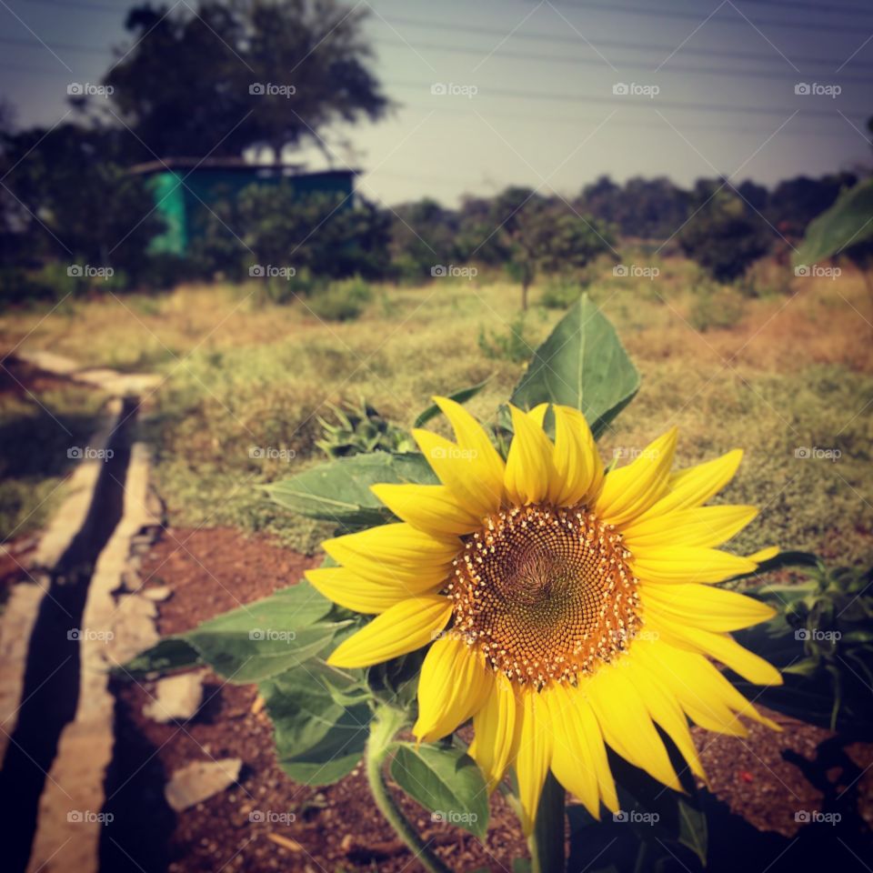 Sun Flower in a Rustic Farm