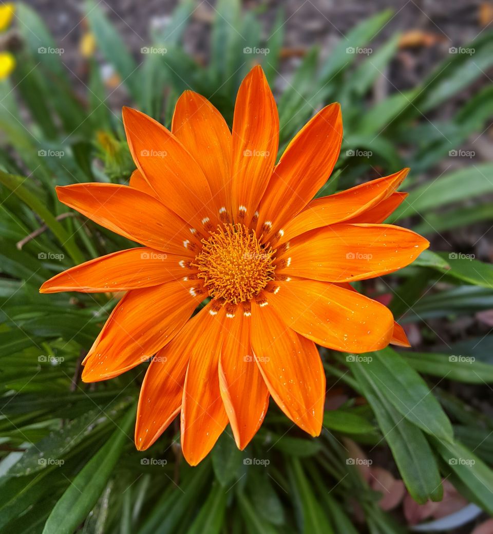 Orange Fall Flowers. This bright flower is welcoming the fall season