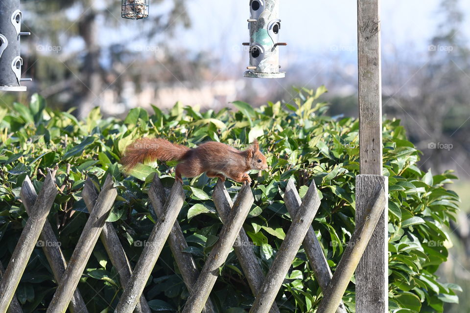 squirrel in a garden