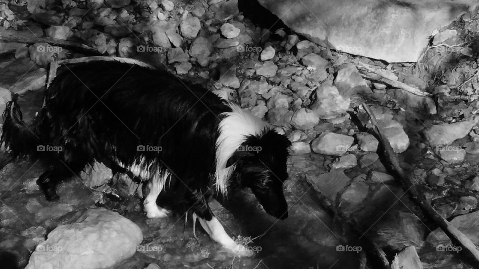 Collie at the Creek