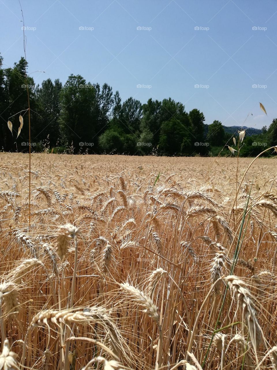 wheat field,harvest time 