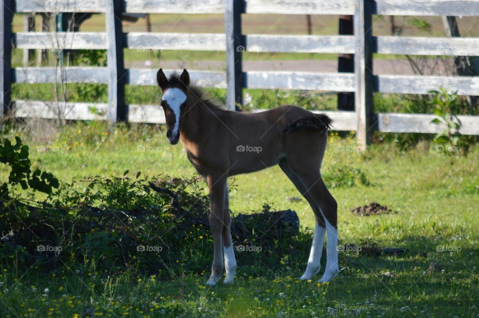 foal