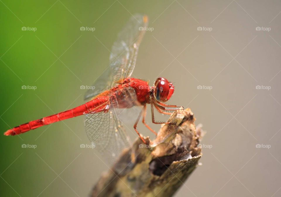 Scarlet skimmer. Indonesian famous named Capung sambar merah. It's red male from the species as good looking comparation with the female is, yellow . Both of two spreading well at the habitat , from the low land terrestrial, open land field, etc.