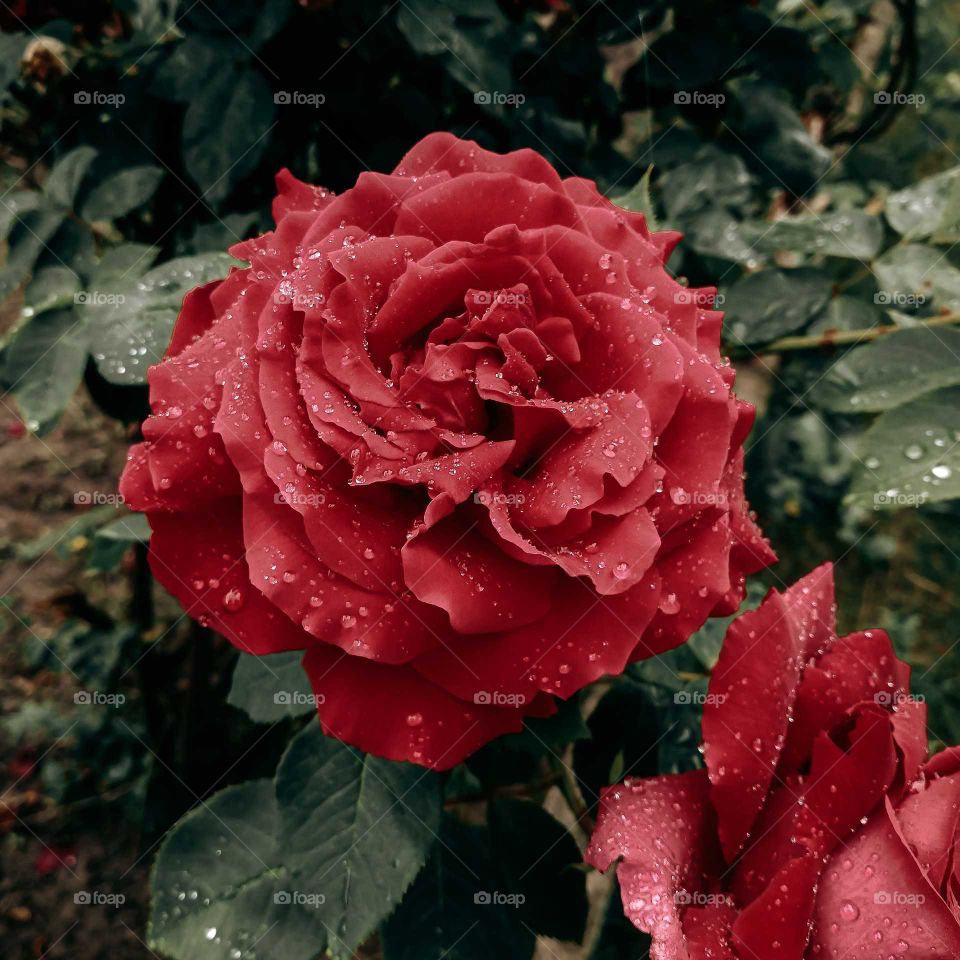 Raining down and flowers