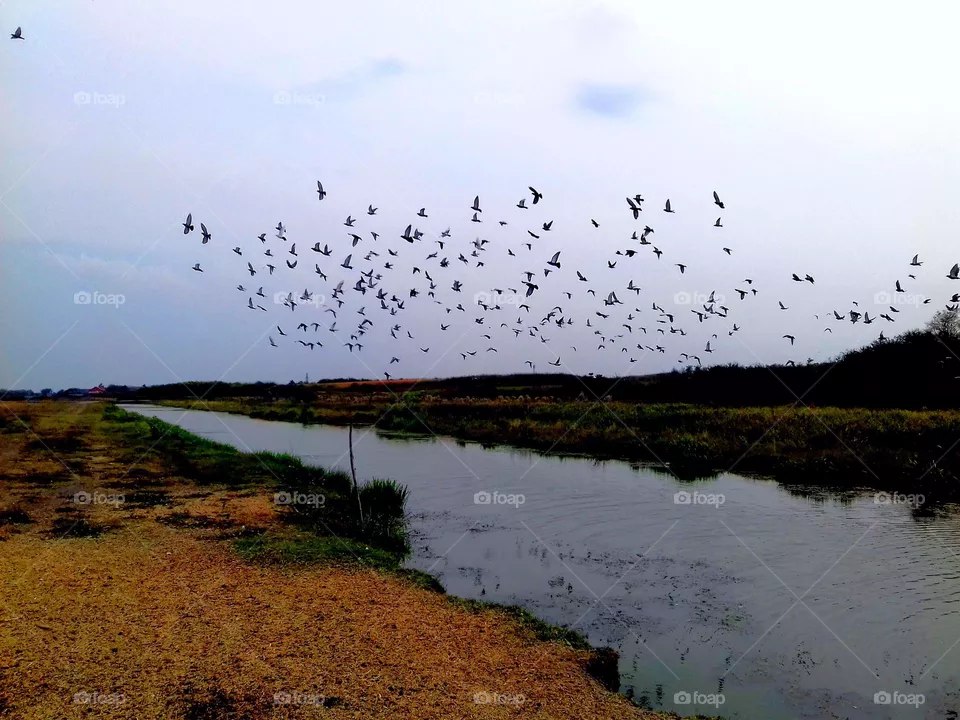Birds