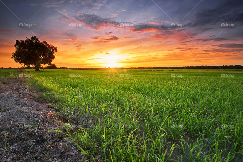 The Green Scenery. Golden hour of sunset in paddy field