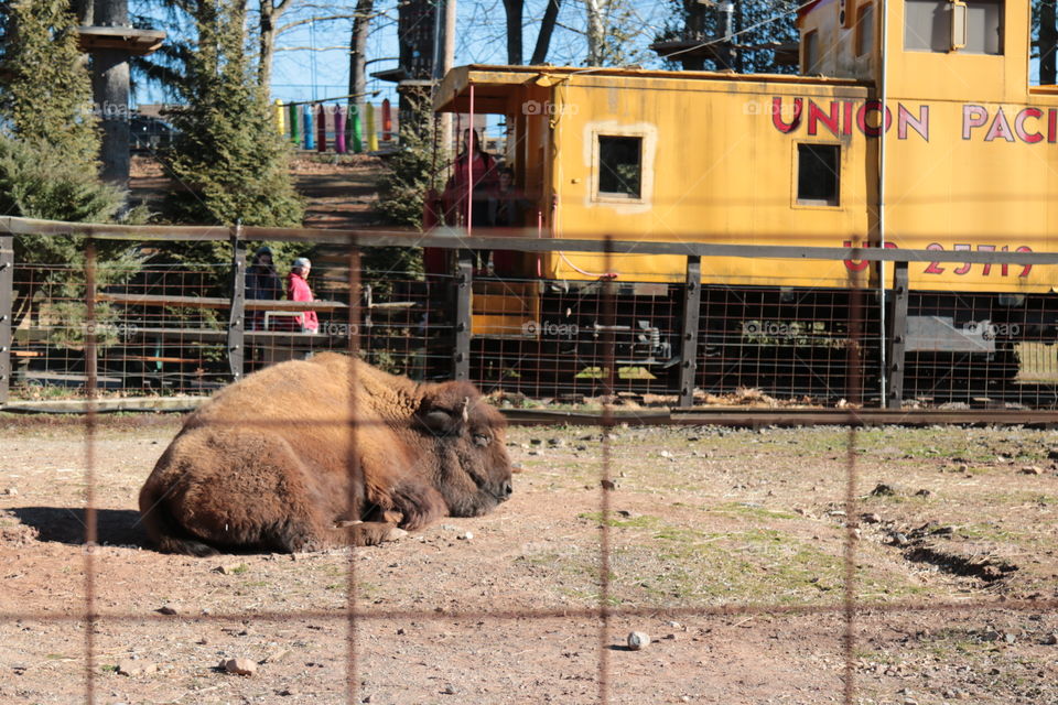 Bison and Yellow Train