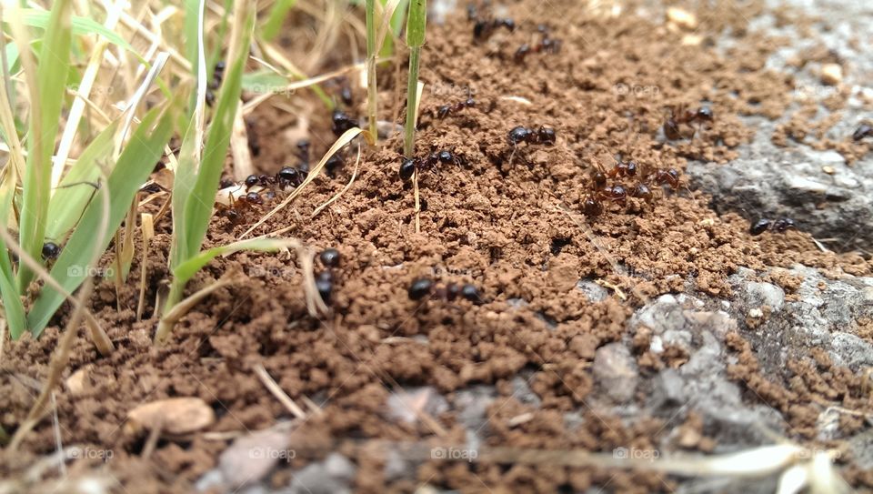 Ants on dirt ground