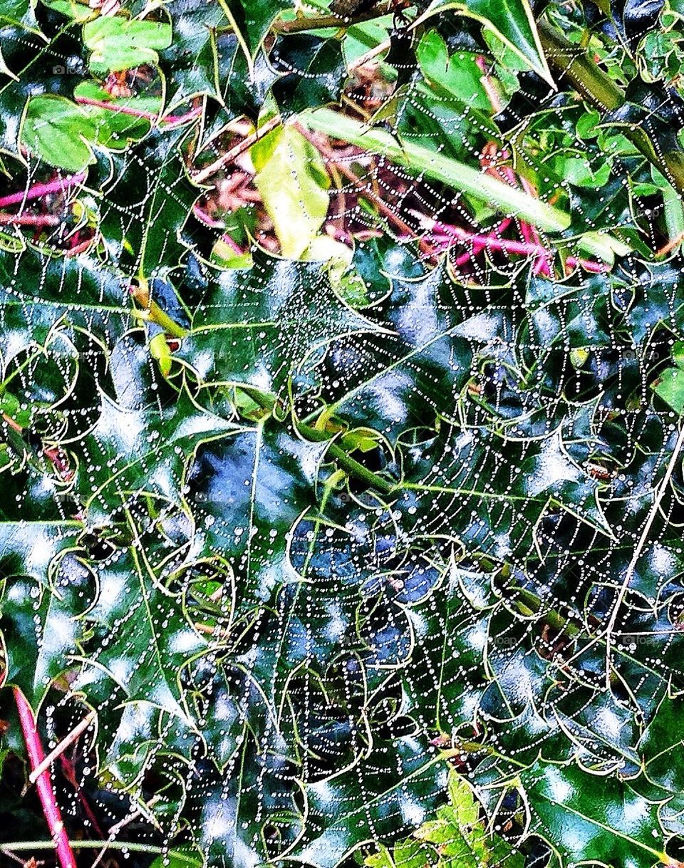 Cobweb over holly