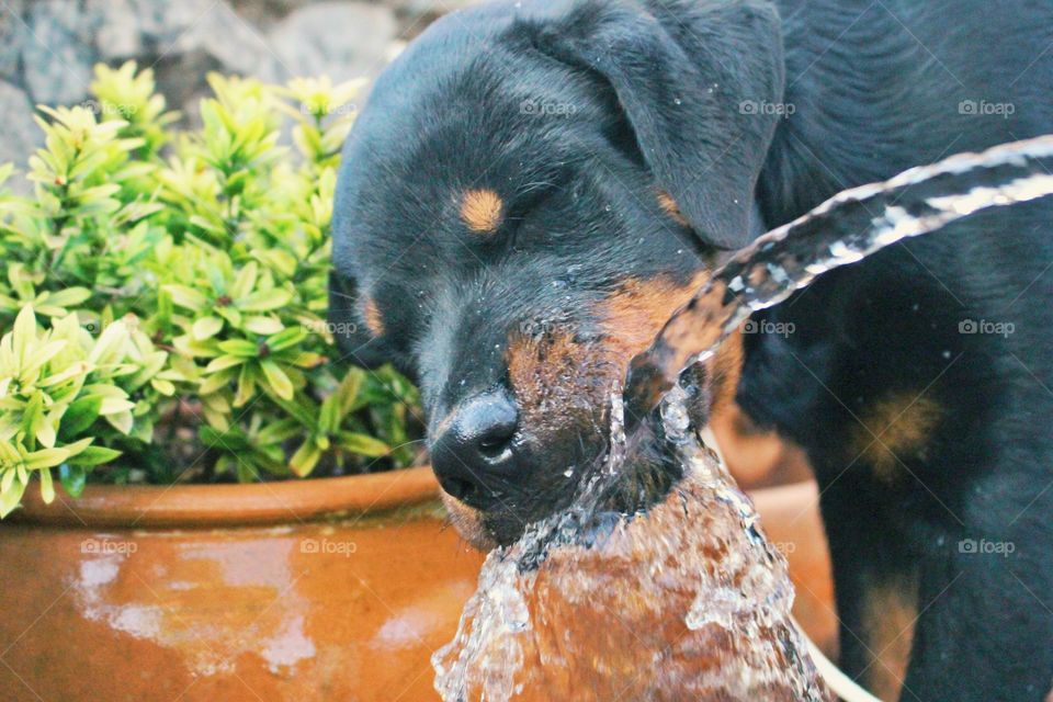 Rottweiler puppy drinking water