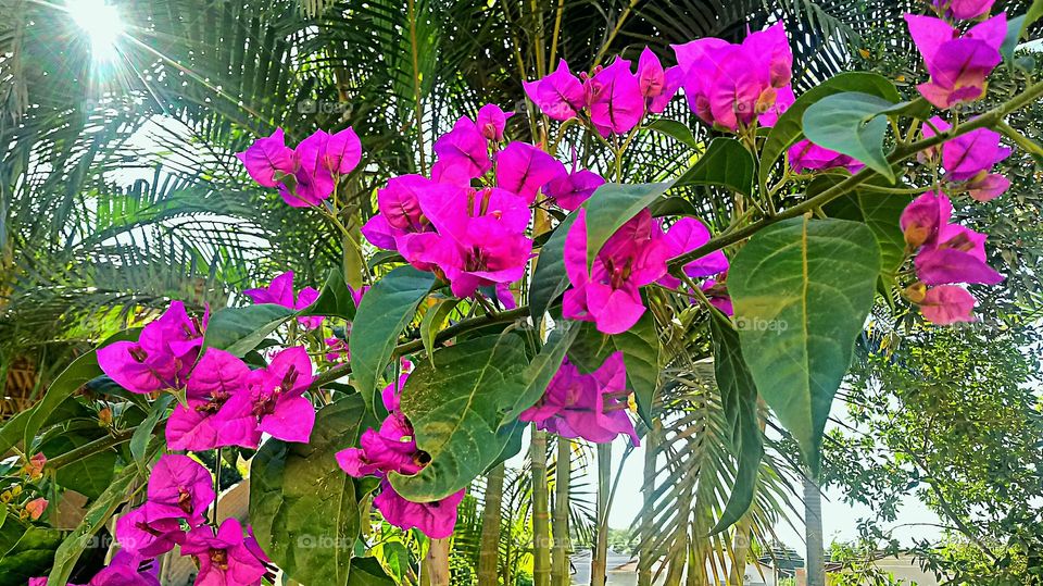 BELO GALHO FLORIDO JARDIM