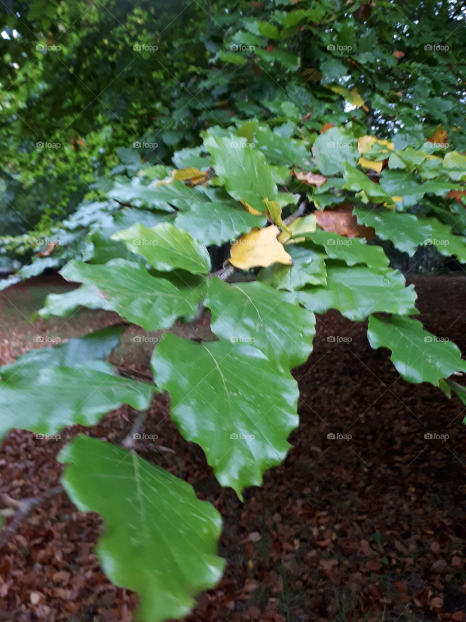 Leaf, No Person, Nature, Flora, Growth