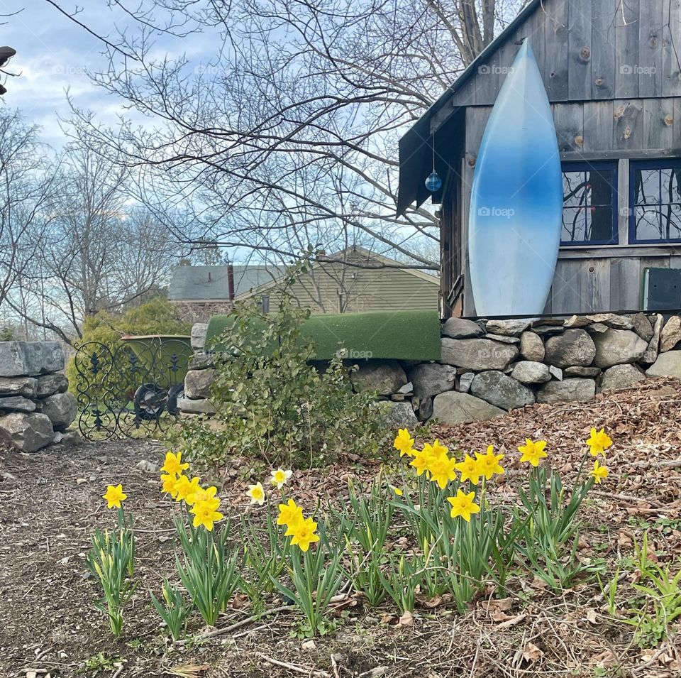 A patch of bright yellow daffodils blooms before a rock wall, signaling spring's arrival. Behind the wall, a blue surfboard leans upright against a shed—hinting at the warm, carefree days of summer just around the corner.