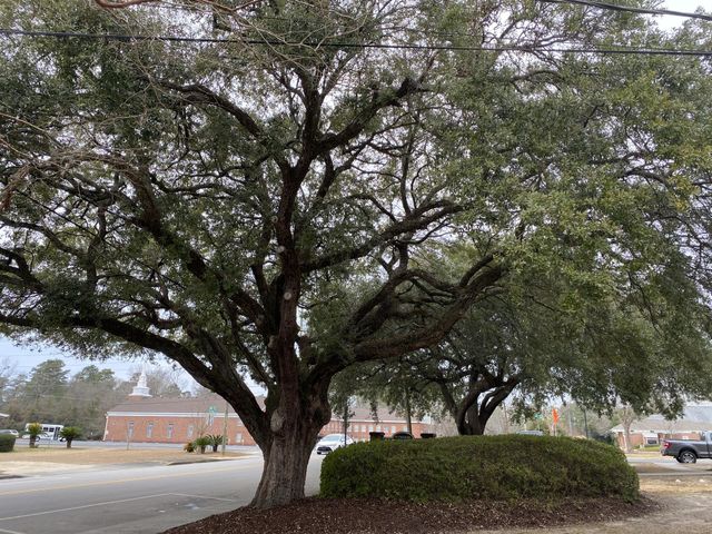 A beautiful big tree 