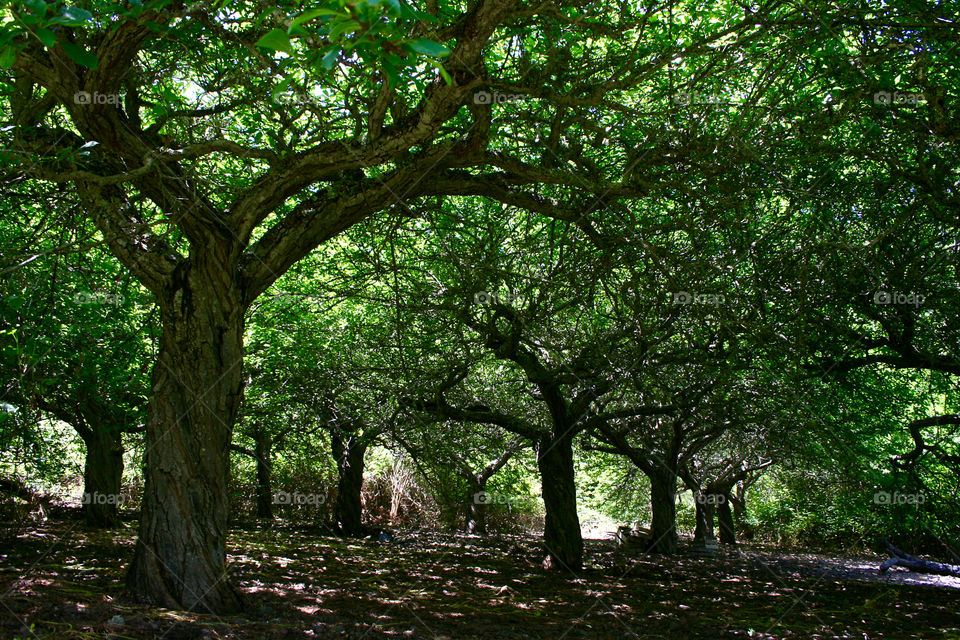 Trees growing in forest