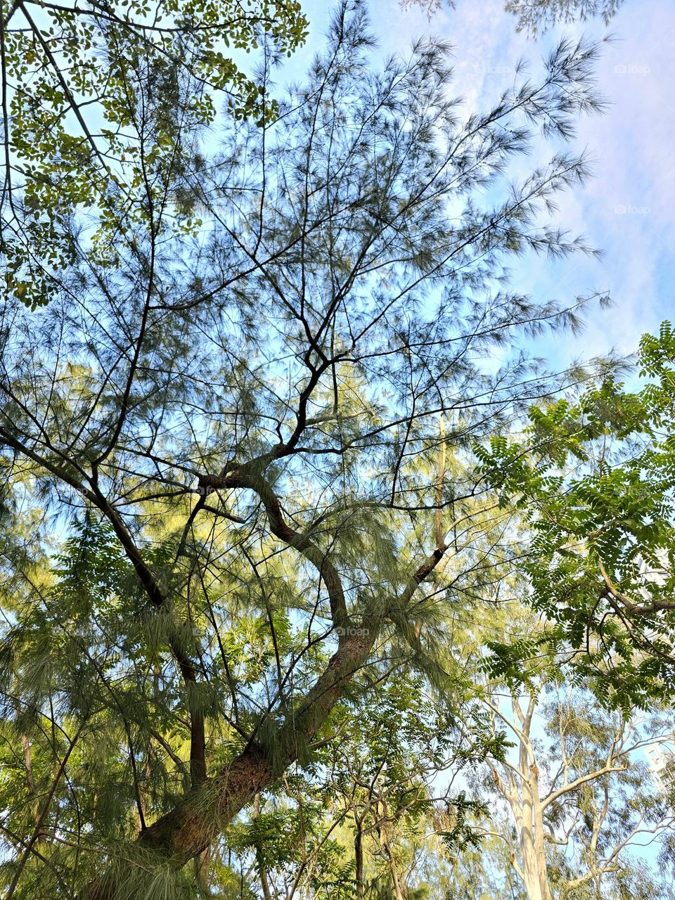 Trees with leaves in shades of green