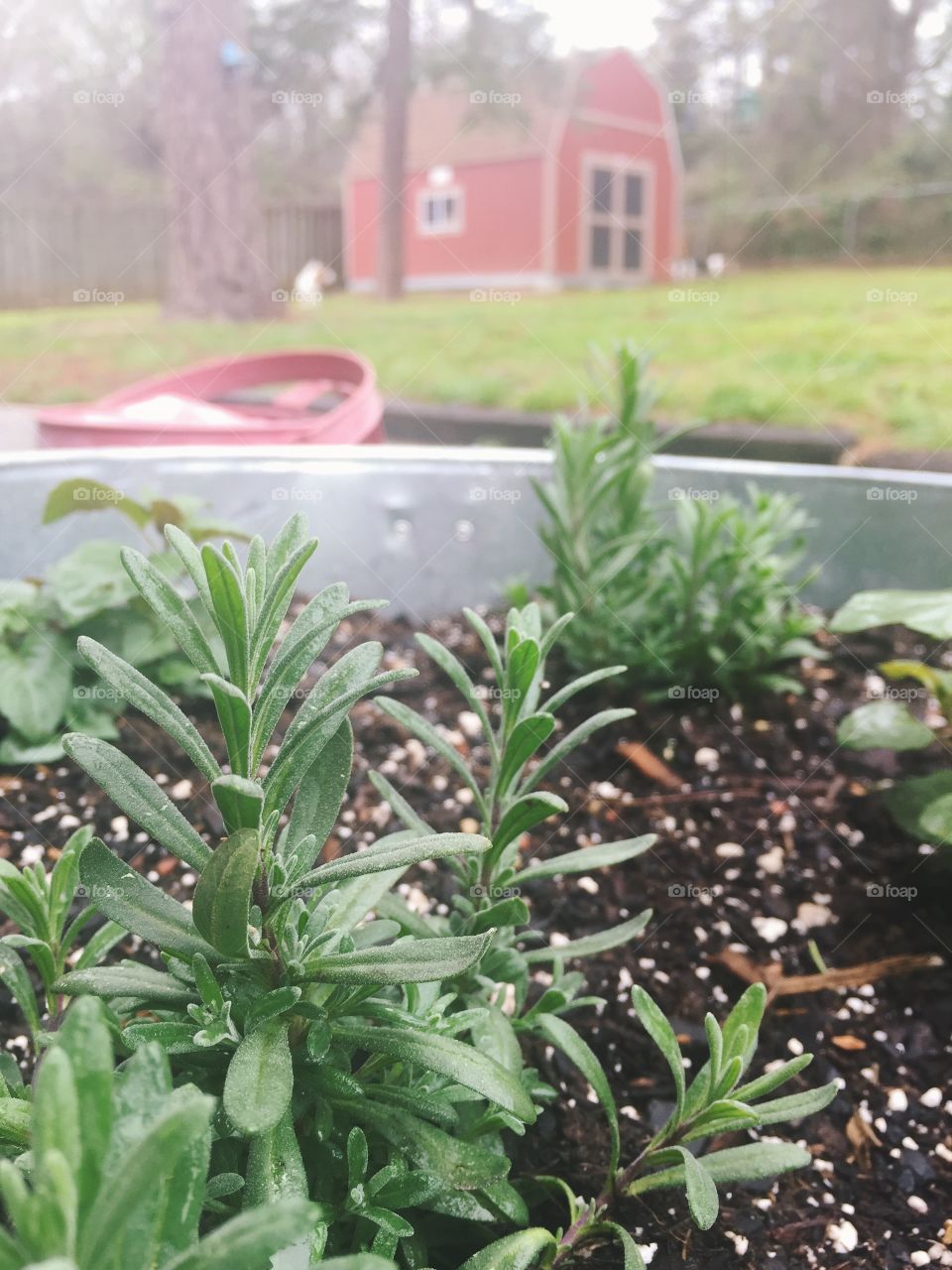 Backyard gardening//lavender//rainy morning