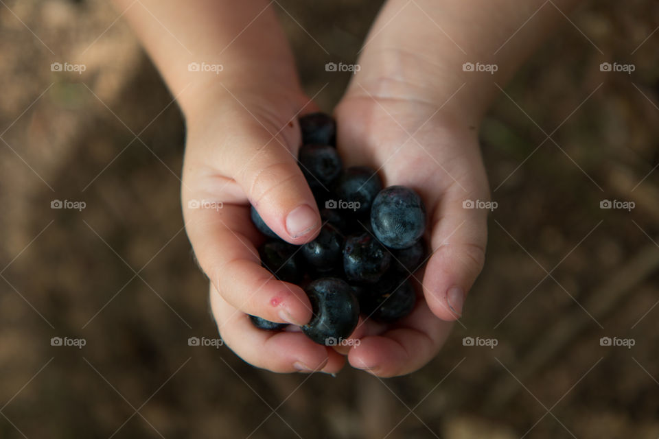 Toddler holding blueberries 