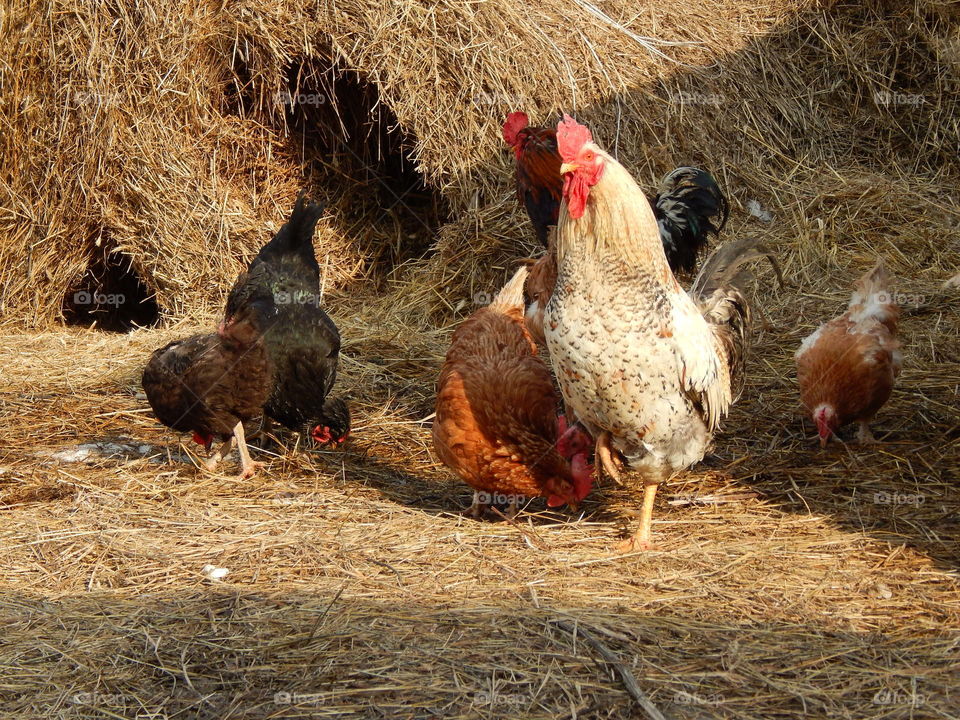 chickens in the villadge