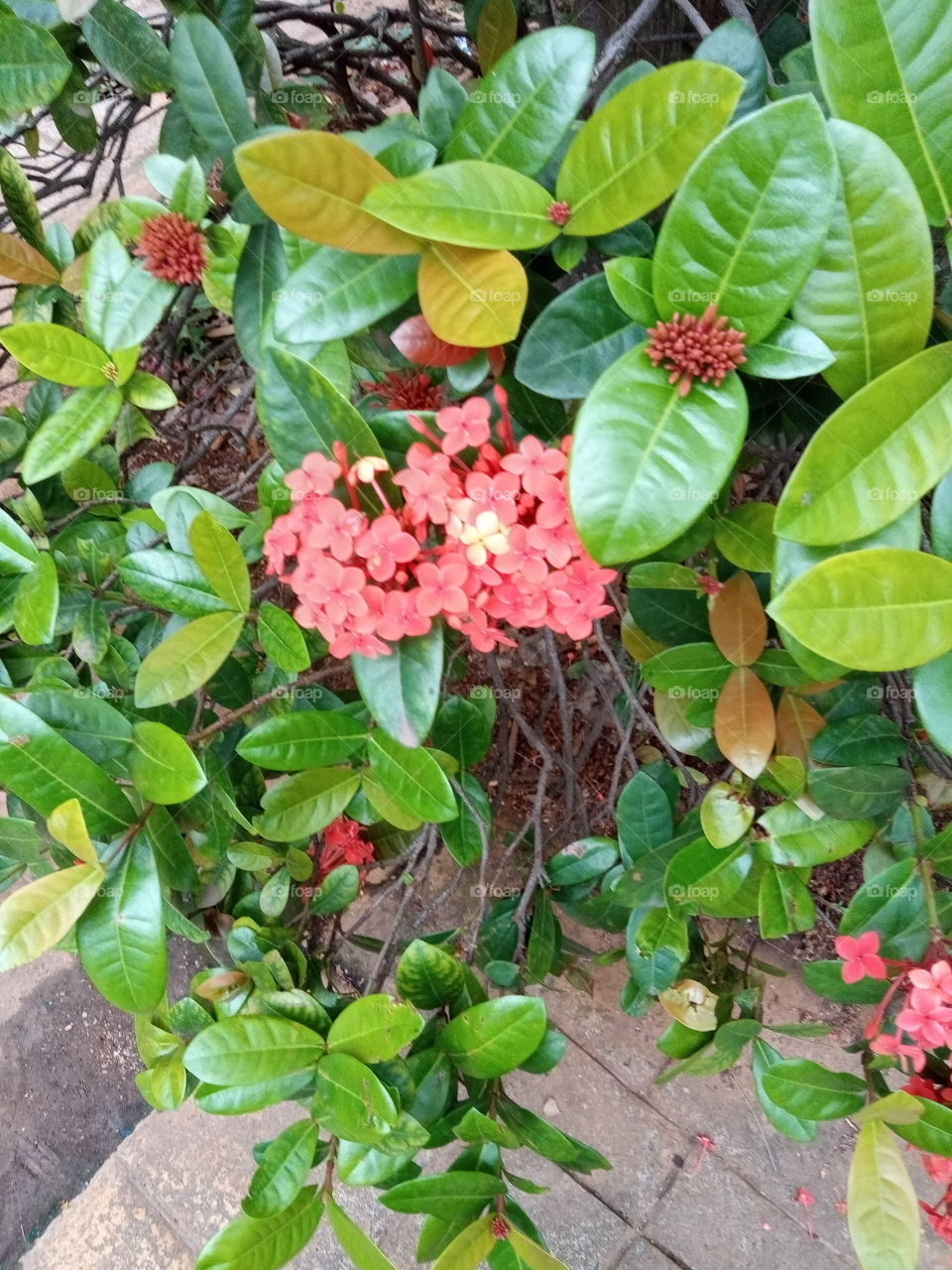 O Encanto das flores