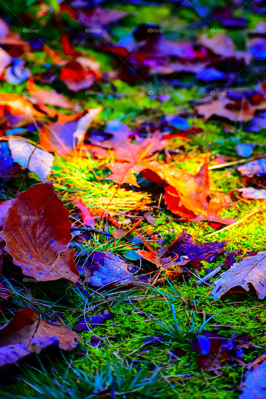Fall breeze and Autumn leaves