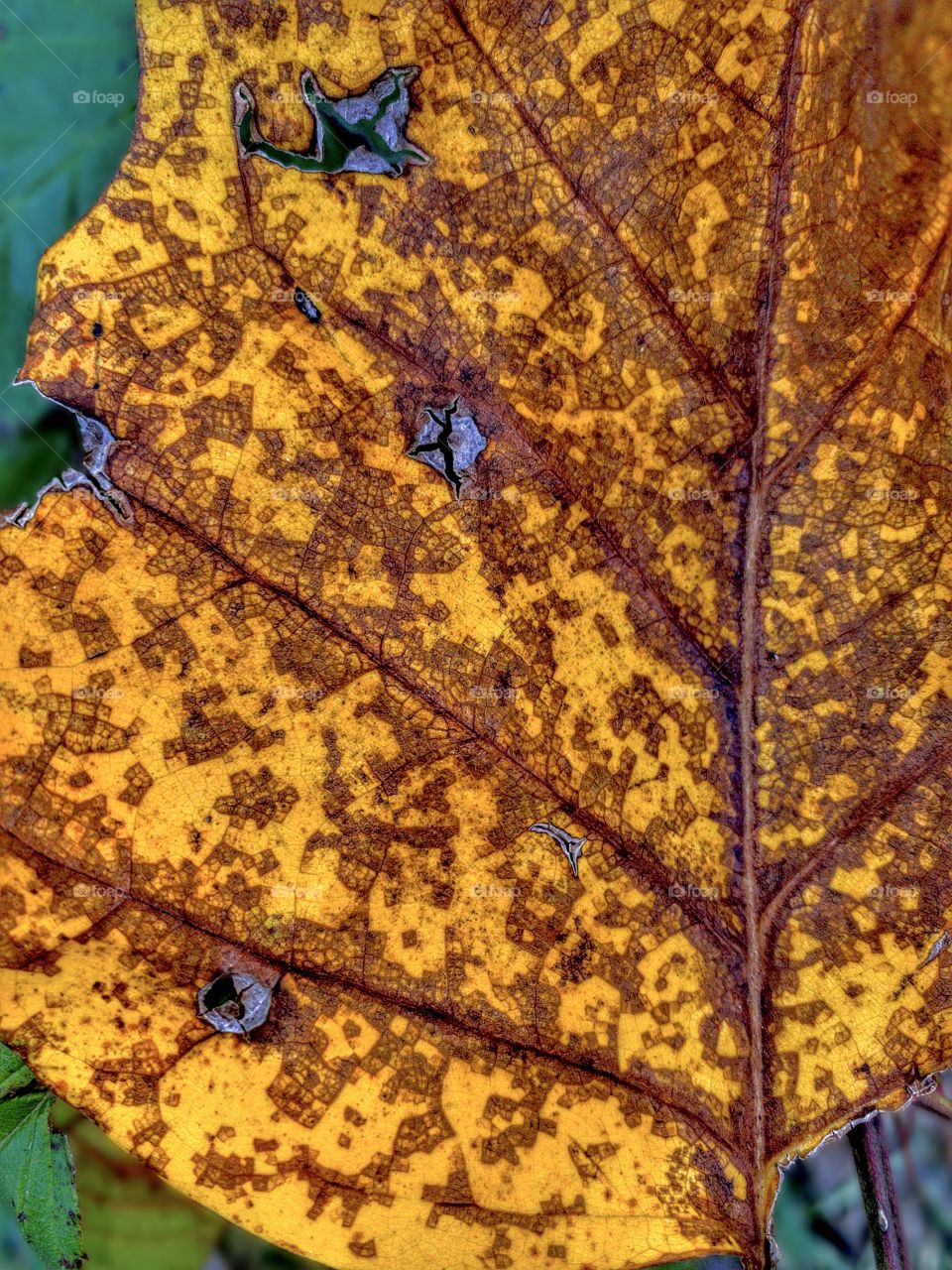 Fall Leaf Detail