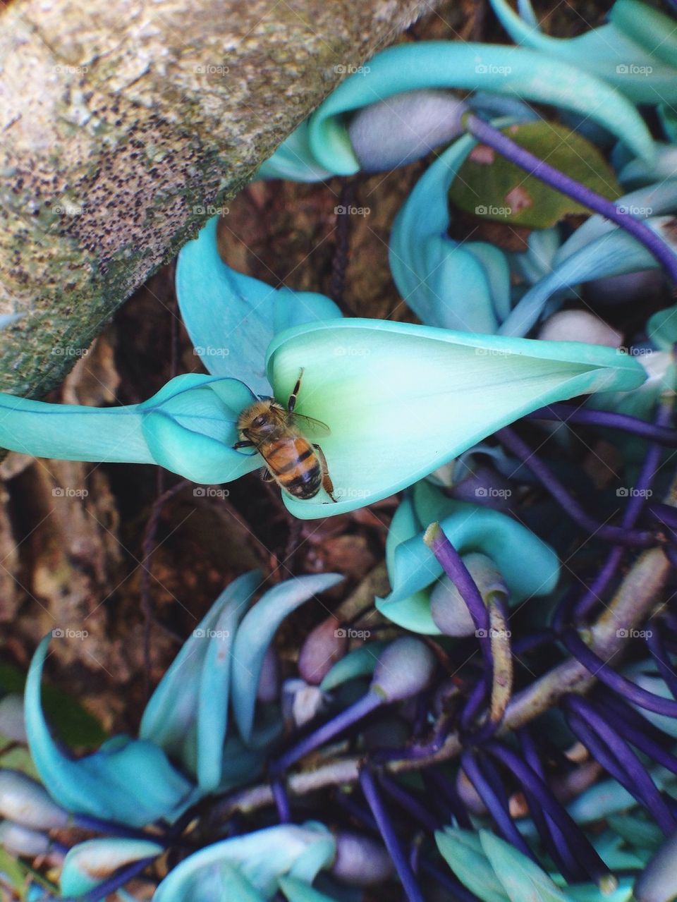 Bee on Jade Vine