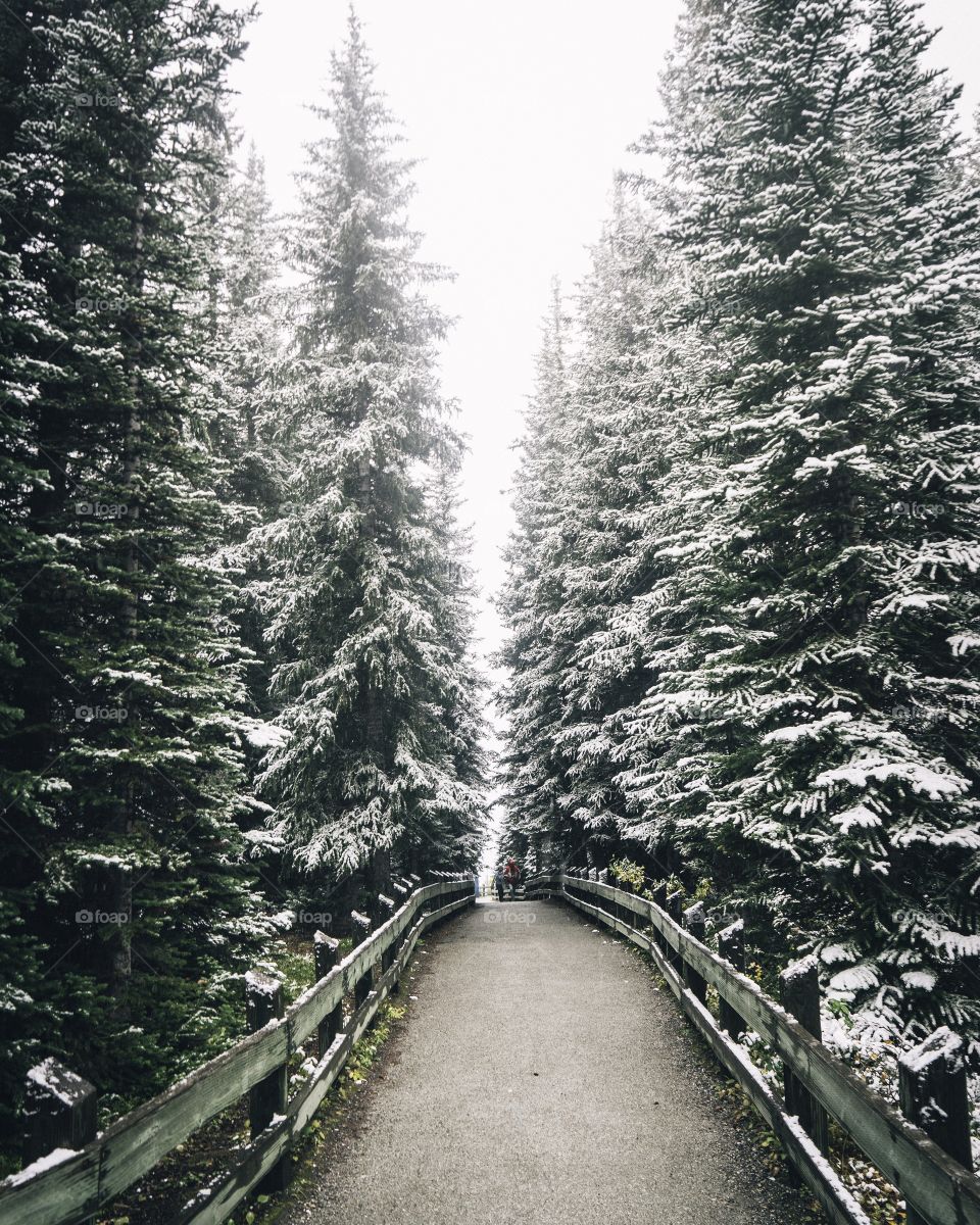 Winter forest path