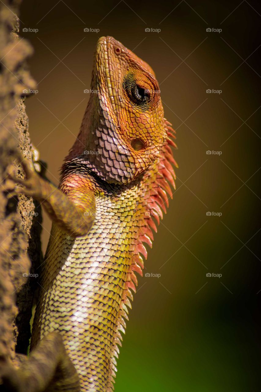 Lizard changes it's color when it gets angry.