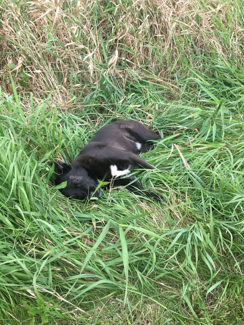 Lazy days in the grass 