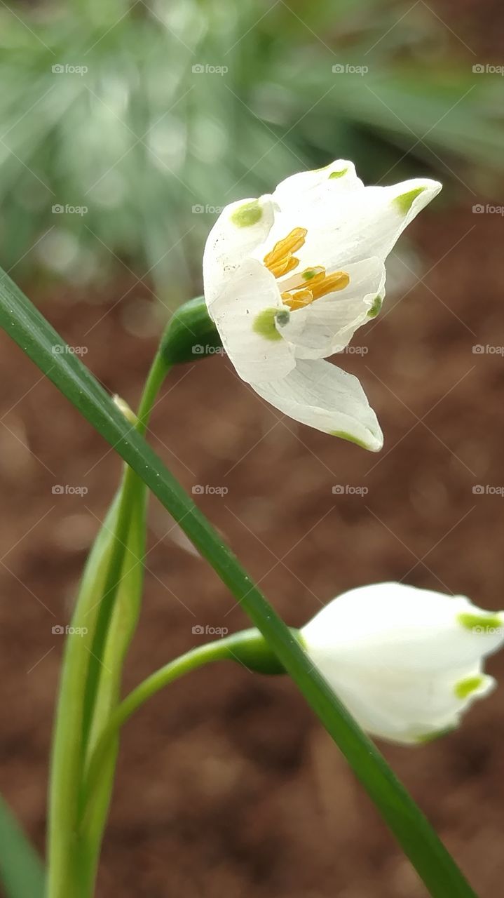 pretty flowers