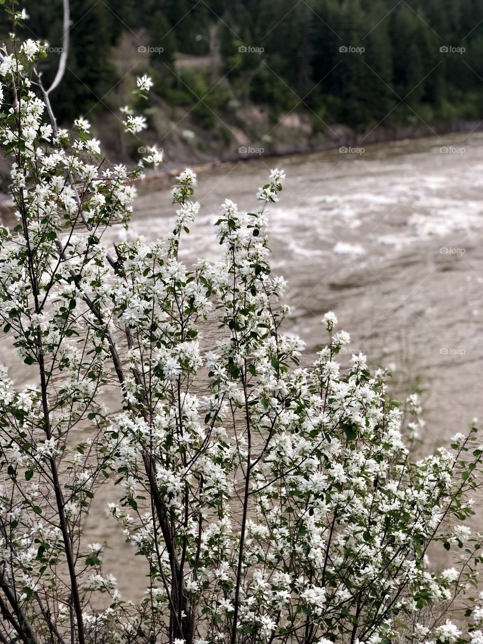 Flowers in front of a raging river 