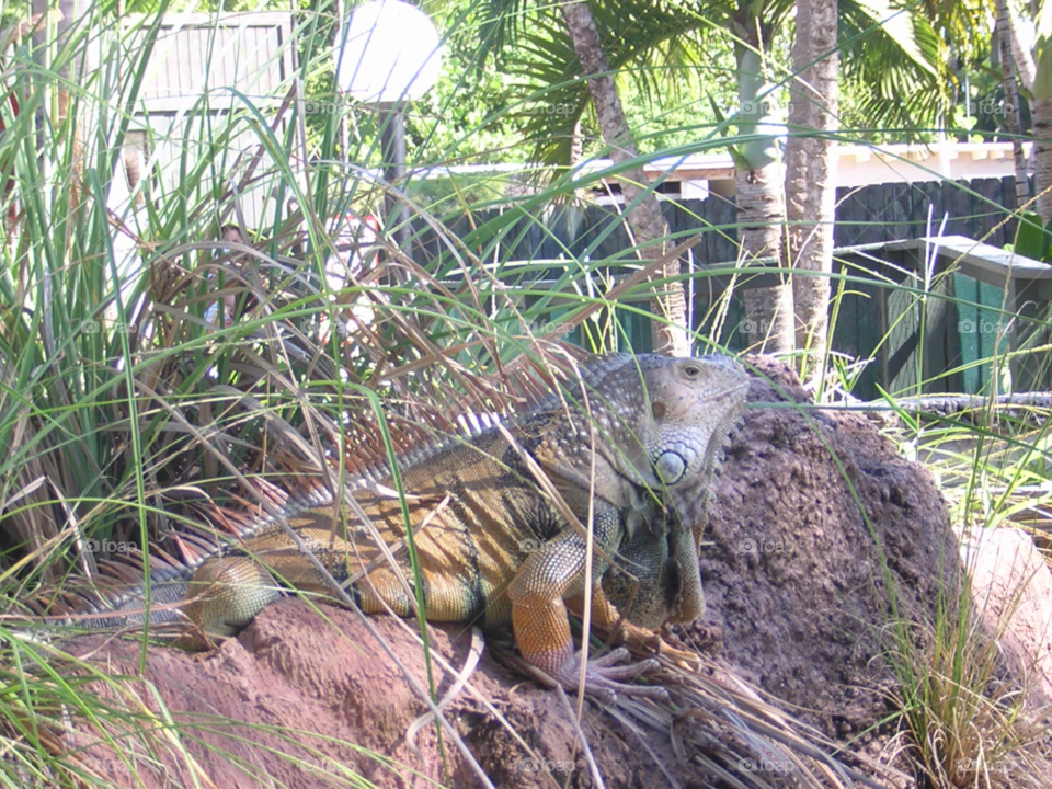 lizard iguana galapagos by izabela.cib
