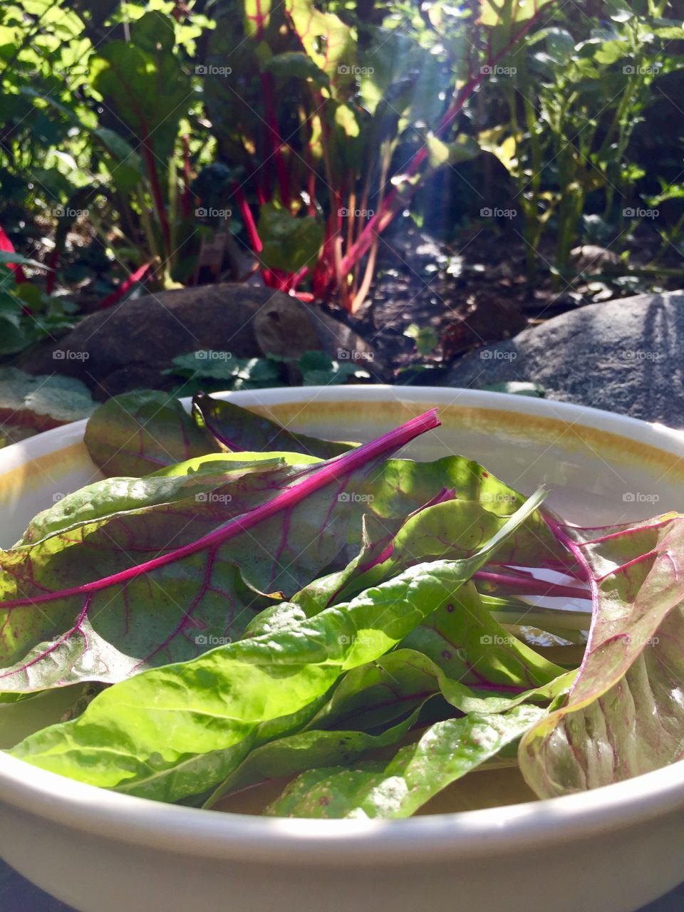 Garden chard lettuce 