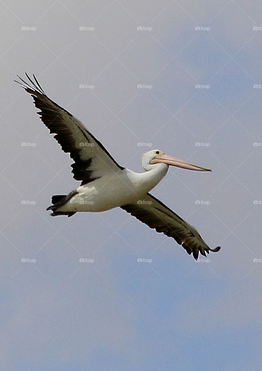 Pelican