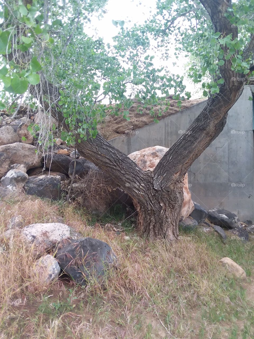 tree rocks wall grass