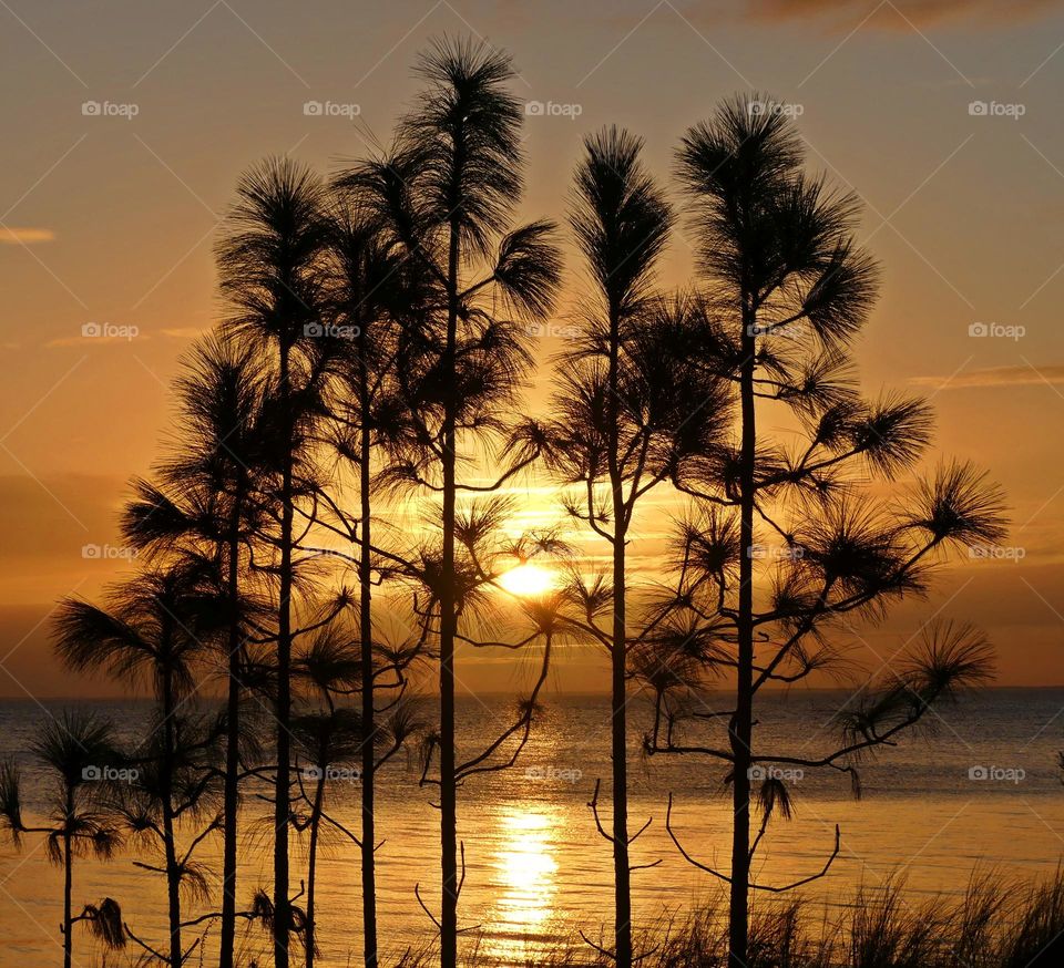 The descending sunset through the young pine trees as it reflected on the bay water surface